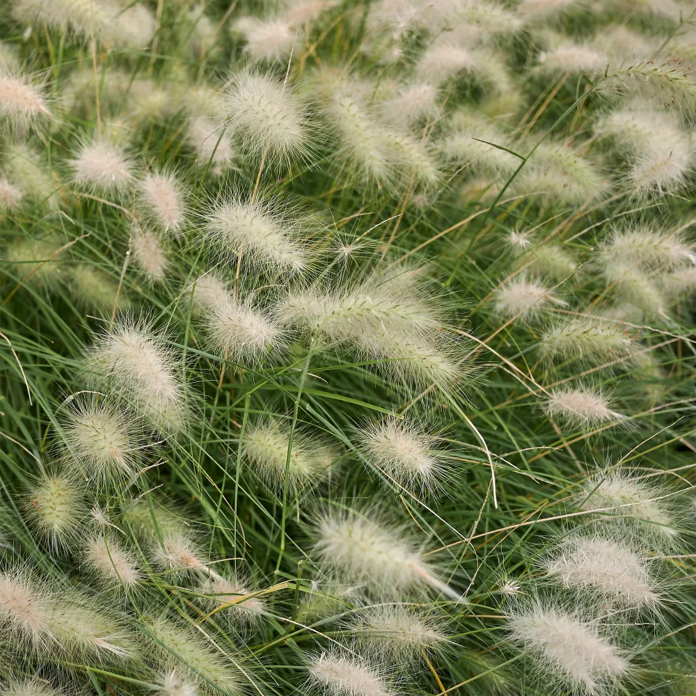 Herbe aux écouvillons hérissée - Pennisetum Pennisetum villosum