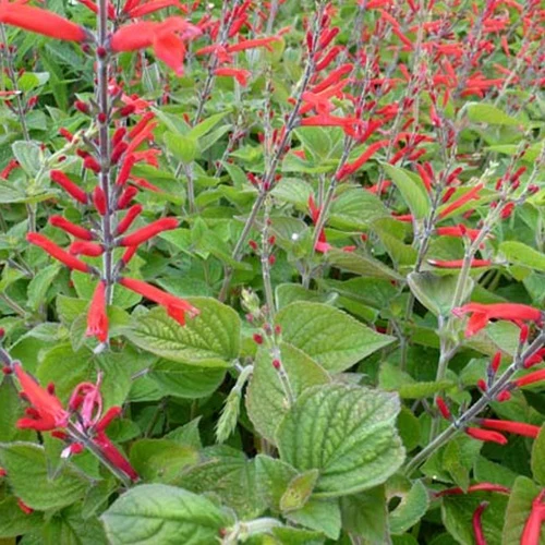 Sauge-ananas Scarlet Pineapple Salvia elegans scarlet pineapple