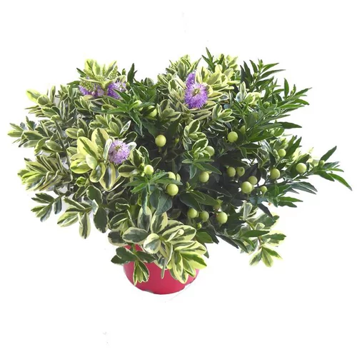 Melange Veronique/Solanum - Le pot de 19 cm