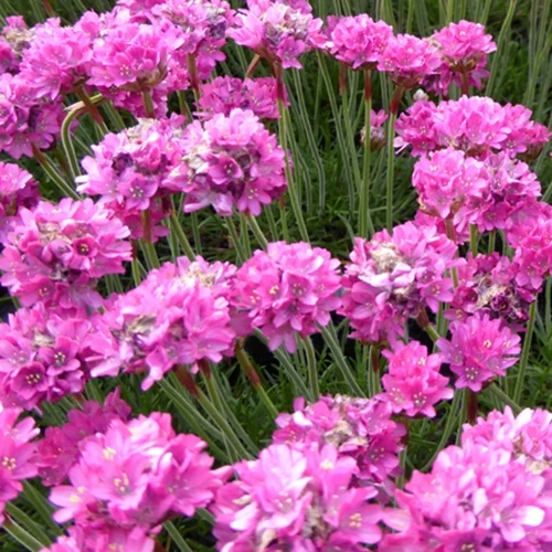 Gazon d'Espagne Dusseldorfer Stolz Armeria maritima Dusseldorfer Stolz