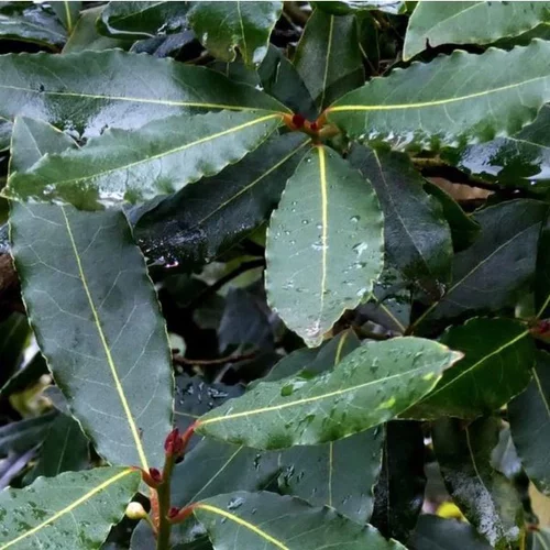 Laurus Nobilis ou Laurier sauce 125/150 cm en pot de 18 L