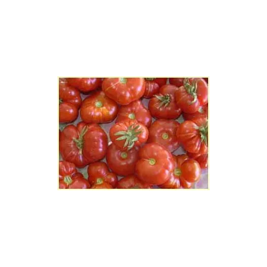 Tomate cerise Calabash | Semences bio et reproductibles