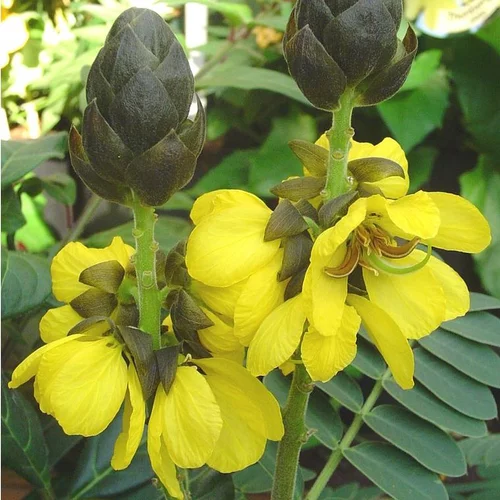Cassia Floribunda jaune ½ tige en pot de 3 L