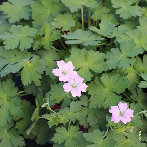 Geranium Dreamland (Rose) - Le pot de 4 litres