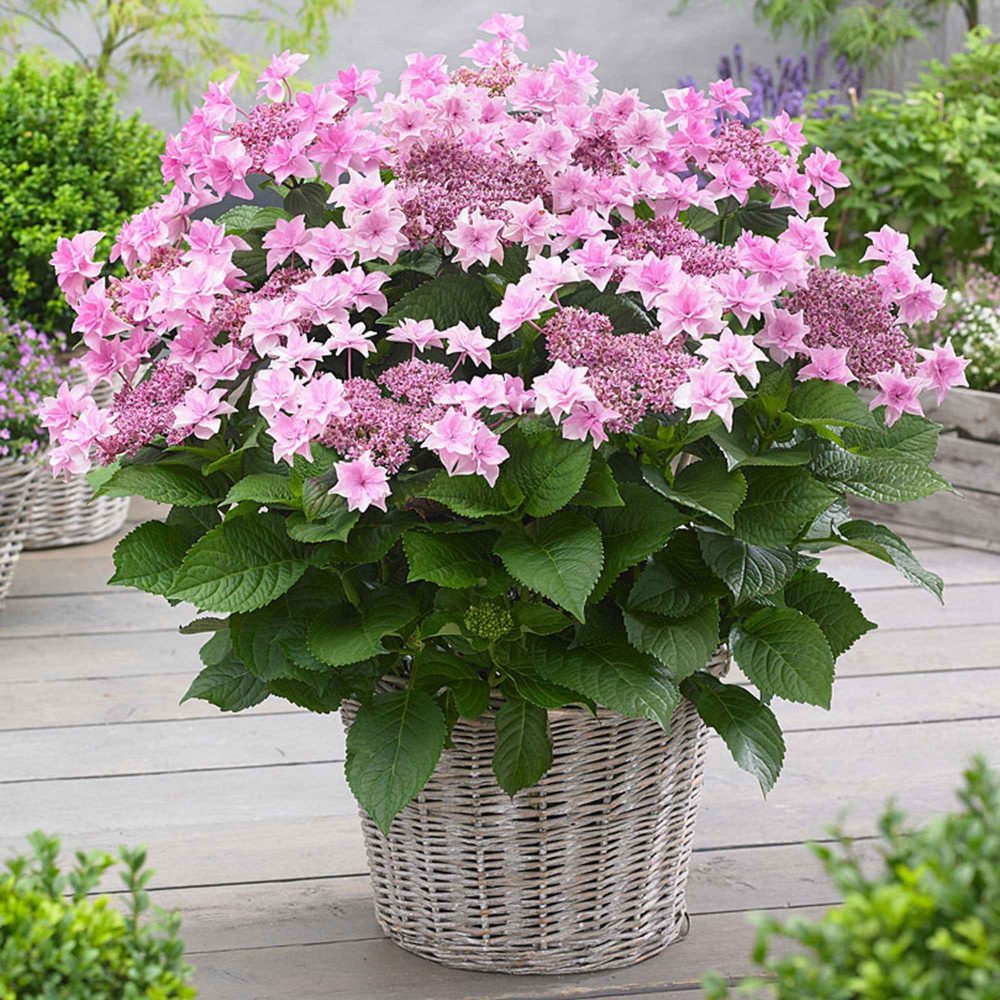 Hortensia Doppio Rosa Hydrangea macrophylla Doppio Rosa