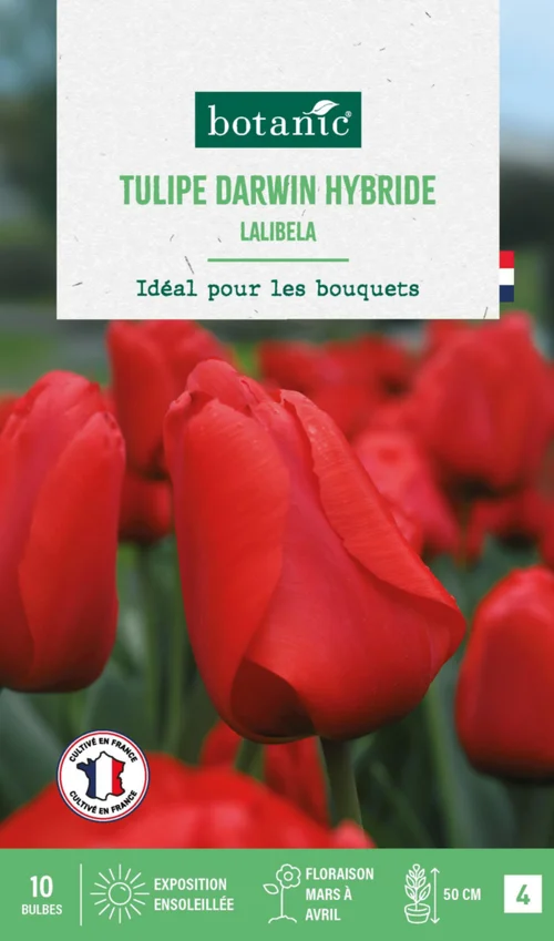 Tulipe darwin hybride lalibela botanic® - 10 bulbes