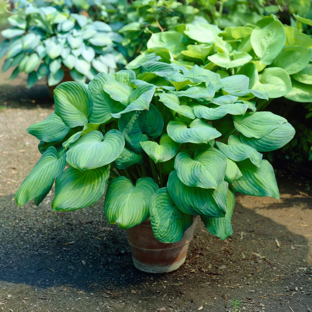 Hosta Guacamole Hosta Guacamole