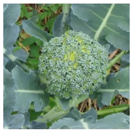 Biologische zaden van Broccoli Jets Vert Calabrais