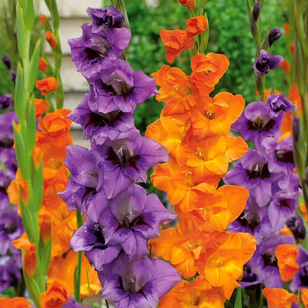 20 Glaïeuls orange et lilas Gladiolus blue star merry