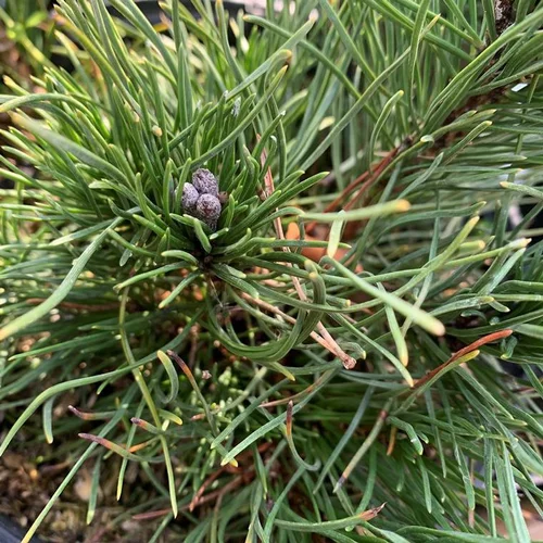 Pin (Pinus) Mugo Pumilio 30/40. Le pot de 5 litres