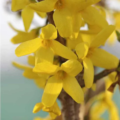 Forsythia Intermedia Weekend – Pot de 3L