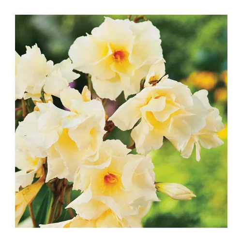 Laurier Rose Luteum Plenum. Le pot de 7 litres