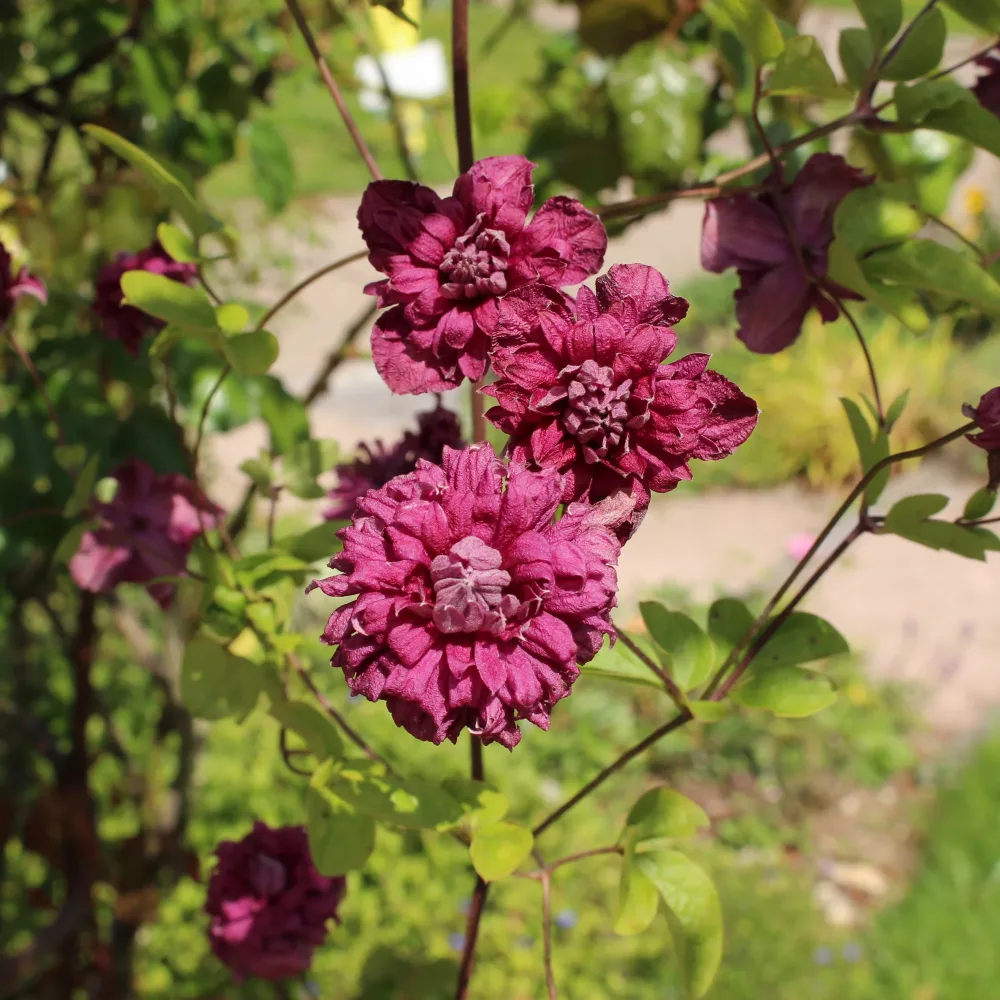 Clématite double pourpre Clematis viticella Purpurea Plena Elegans