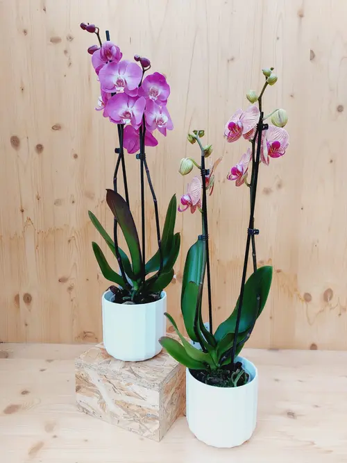 Orchidée Phalaénopsis 2 branches botanic®. Le pot de Ø 12 cm