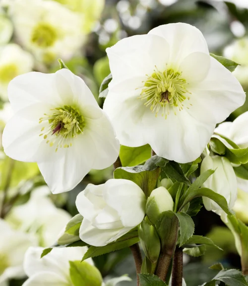 Hellébore Hgc® Ice N'Roses® White - Le pot de 2 litres