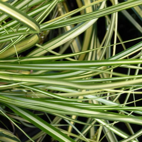 Carex - Le pot de 10,5 cm