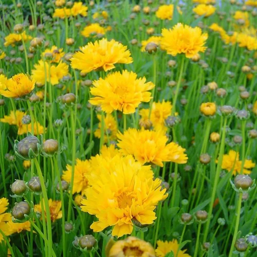 Coreopsis à fleurs jaunes - Le pot de 3,5 litres
