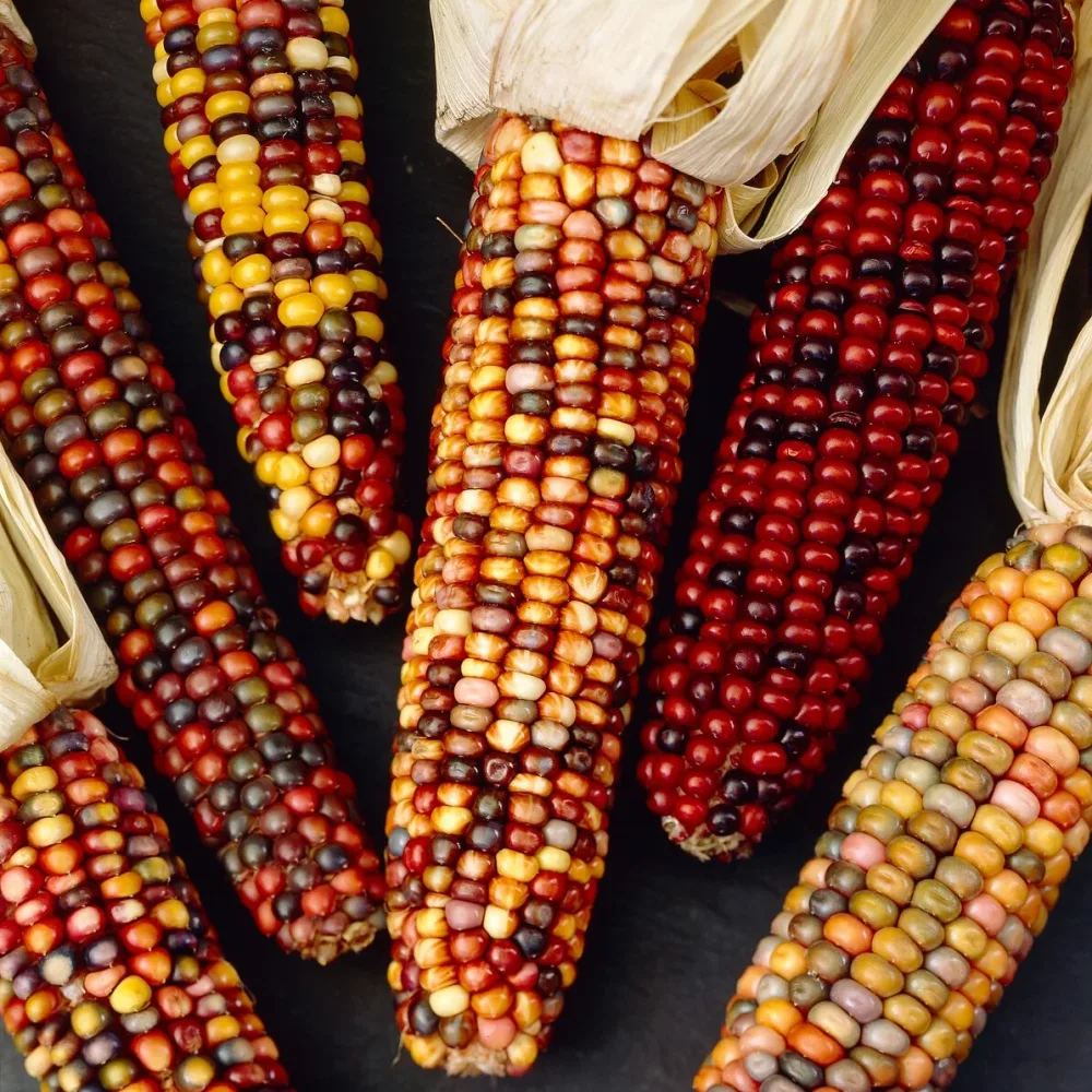 Maïs d'ornement en mélange Zea mays japonica