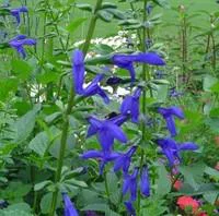 Salvia patens - Le pot de 1,2 litres