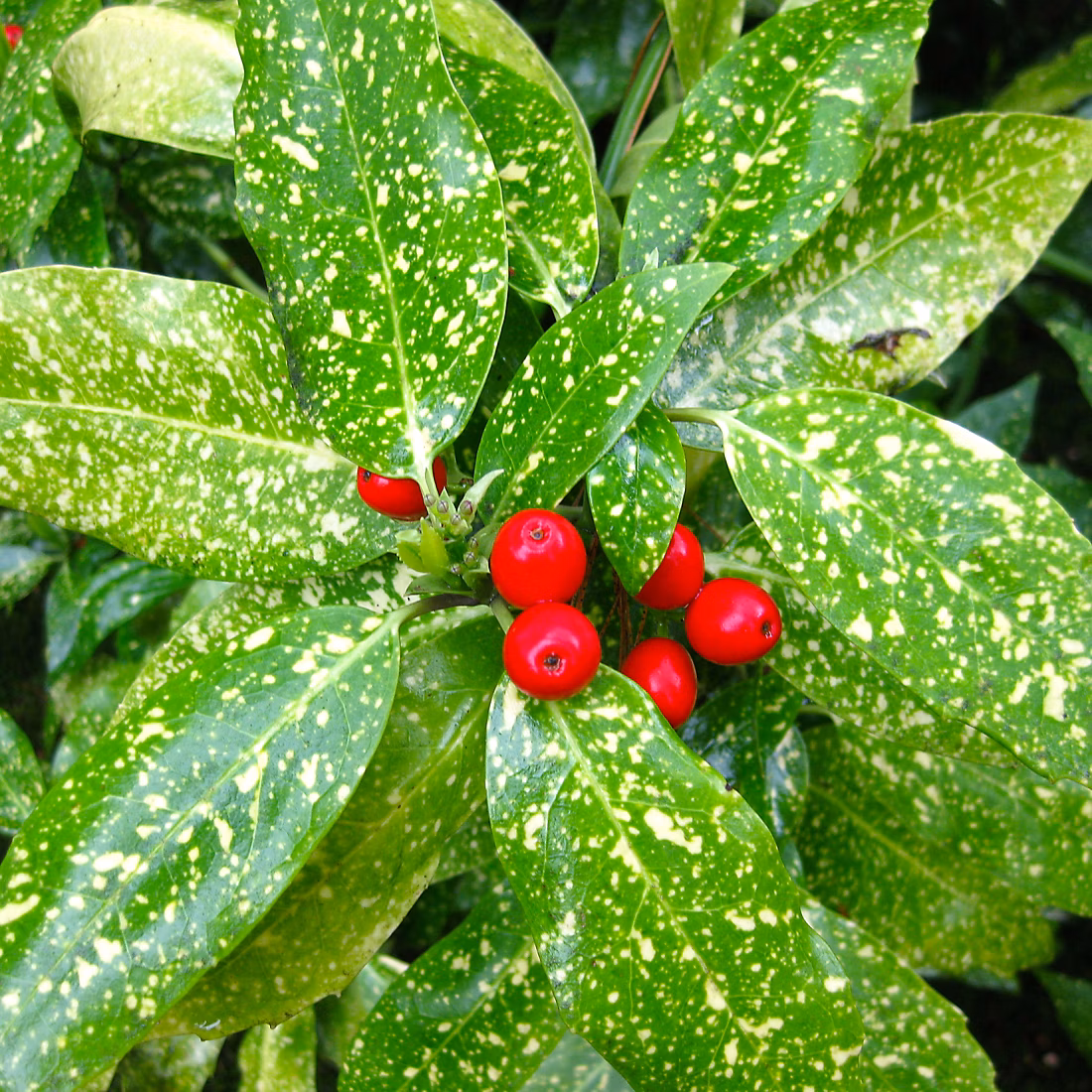 2 x Aucuba du Japon 'Variegata' – Aucuba japonica 'Variegata', 30, 40 cm pot