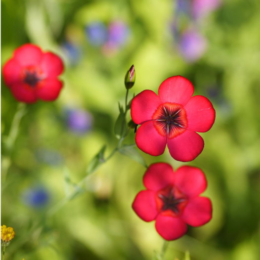 Rood vlas | Bio en zaadvaste bloemenzaden