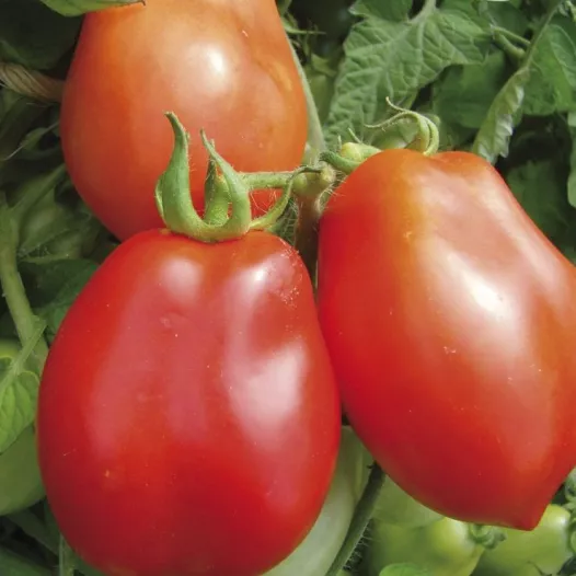 Tomate Roma | Graines bio et reproductibles