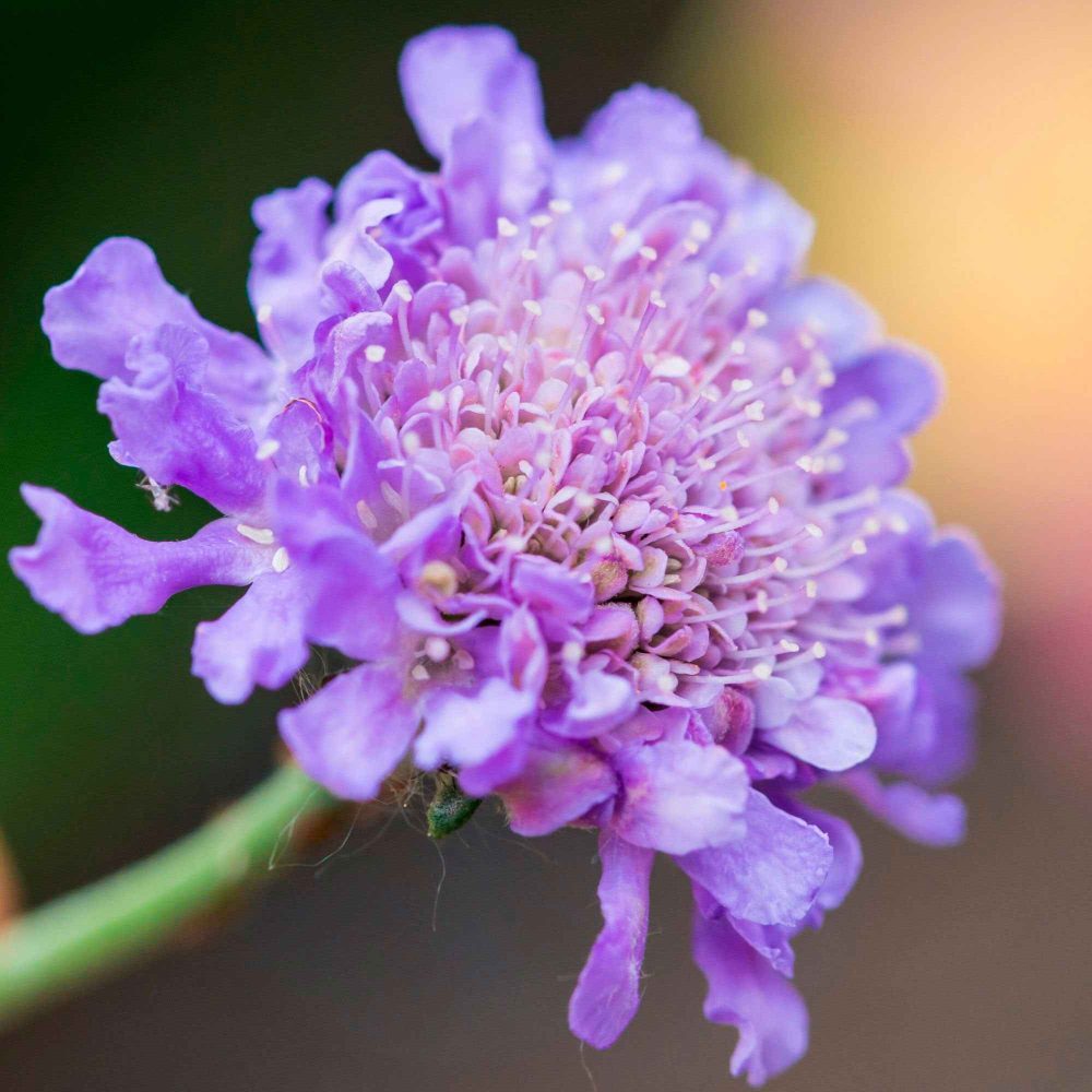 Scabieuse colombaire Scabiosa columbaria