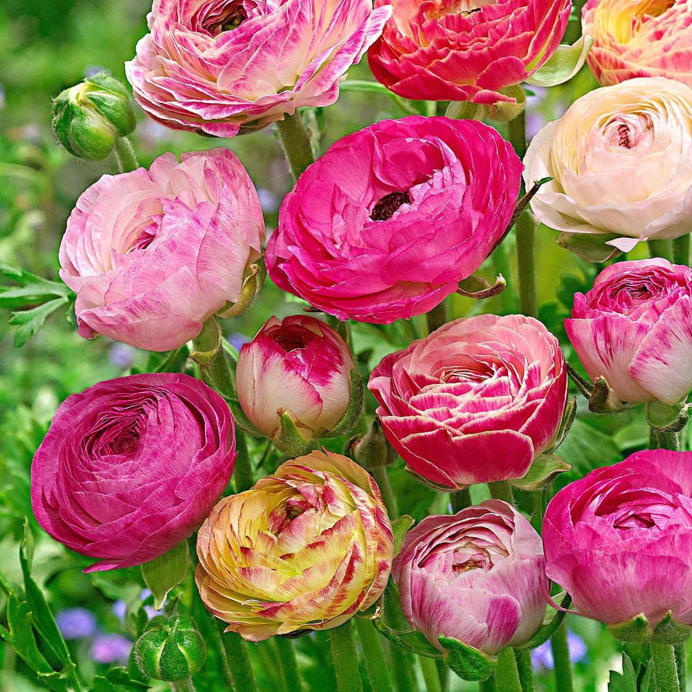 15 Renoncules à fleurs doubles Peony Blend en mélange Ranunculus asiaticus 'Peony blend'