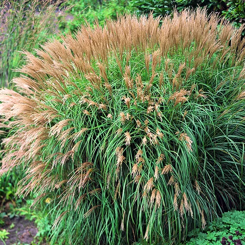 Miscanthus sinensis Yaku Jima vert botanic®. Le pot de 2 litres