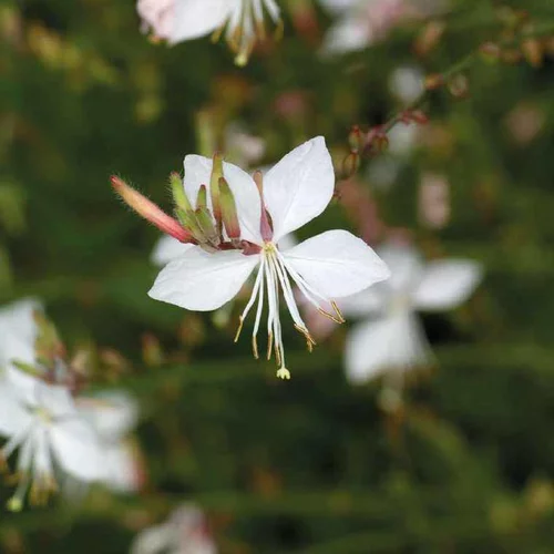 Gaura blanc Rose - Le pot de 9 x 9 cm