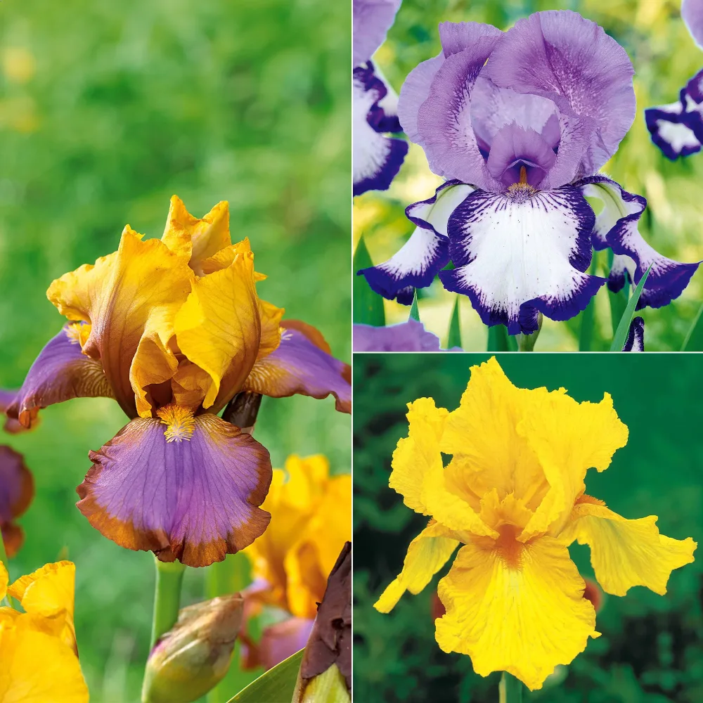 Collection de 6 Iris de jardin : Lasso, Bordure, Sangreal Iris germanica (2 lasso, 2 bordure, 2 sangreal)