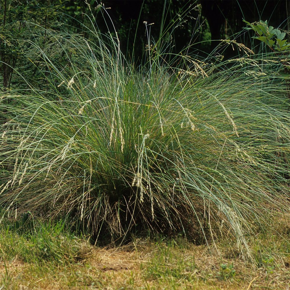 Pâturin australien persistant Poa labillardieri
