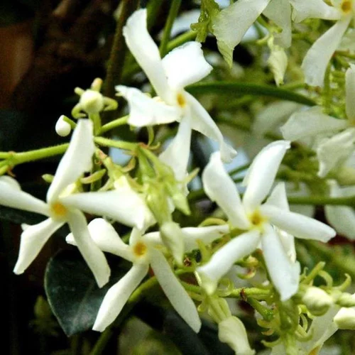 Jasmin étoilé blanc. Le pot de 3 litres