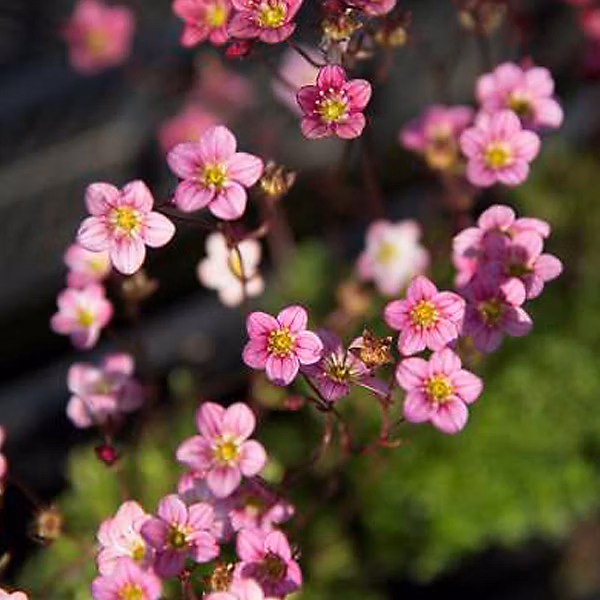 6 x Saxifrage d'Arends 'Blütenteppich – Saxifraga 'Blutenteppich', godet 9cm x 9cm