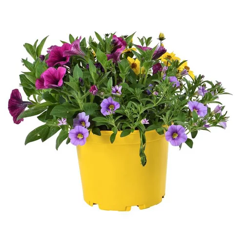 Mélange confetti - Le pot de 4 litres