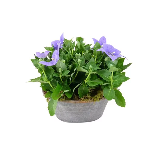 platycodon - Bassine zinc petit modèle