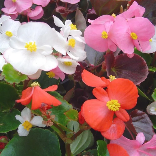 Begonia Massif. La barquette de 10 plants