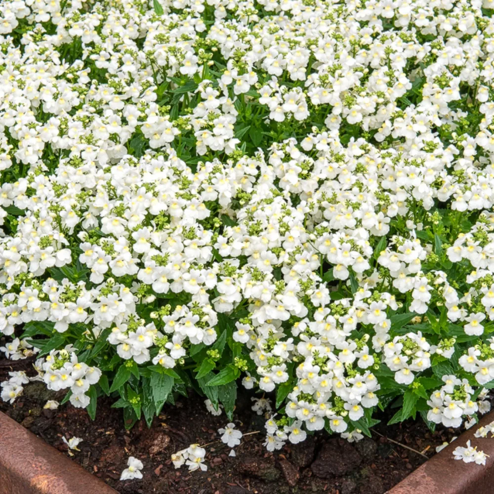 Némésie blanc Nemesia strumosa