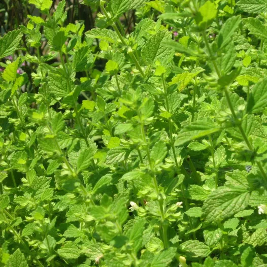 Mélisse | Graines bio et reproductibles d'Aromatique