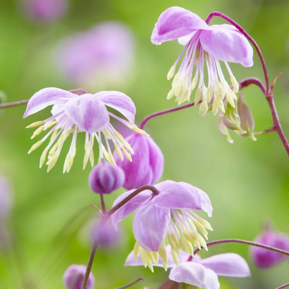 Pigamon du père Delavay Thalictrum delavayi