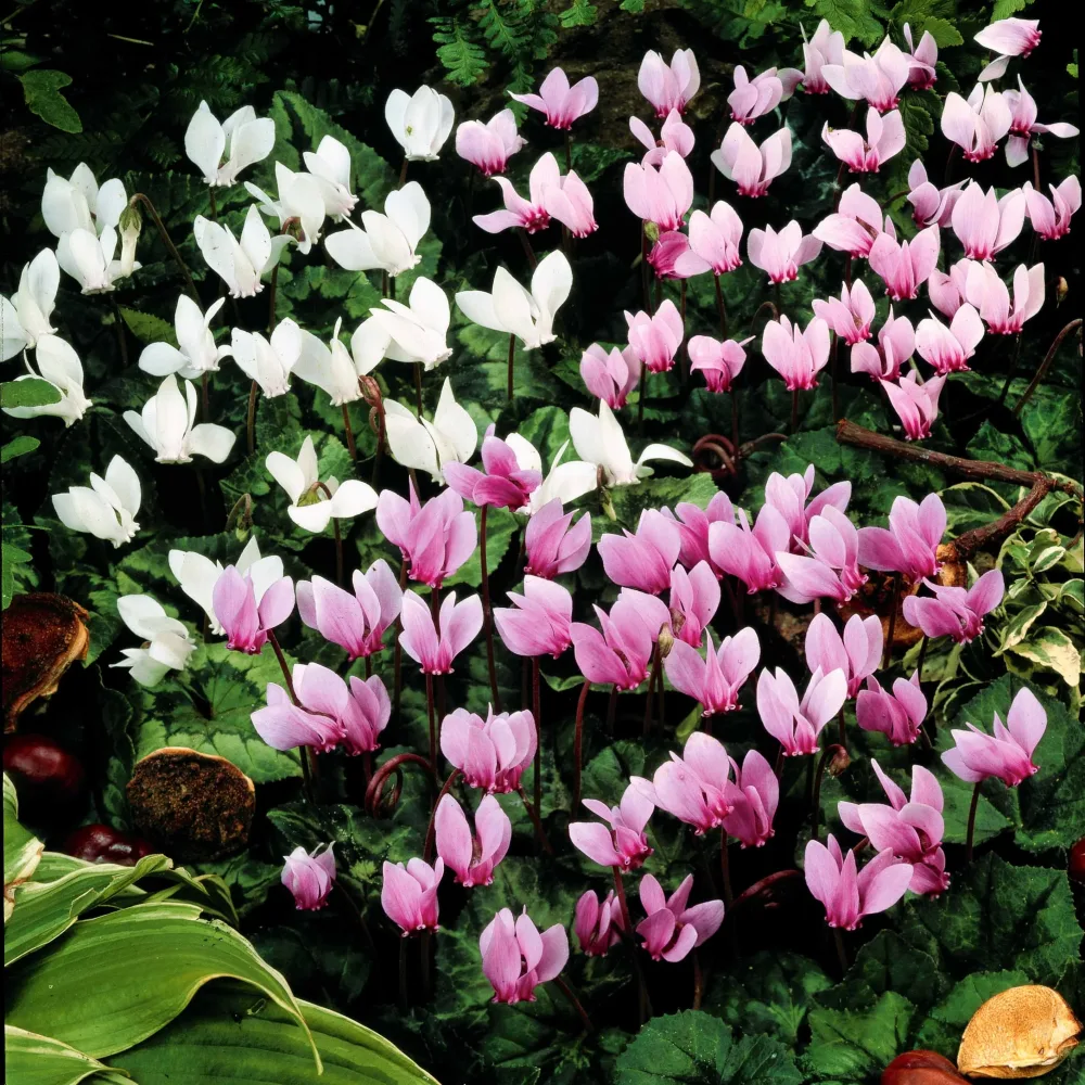 5 Cyclamens de Naples en mélange Cyclamen neapolitanum et neapolitanum albiflorum