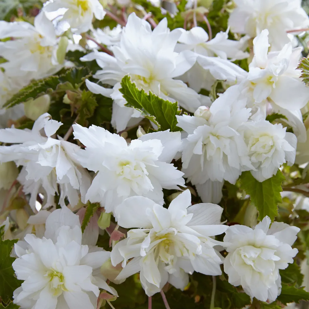 5 Bégonias retombants blancs Begonia pendula White