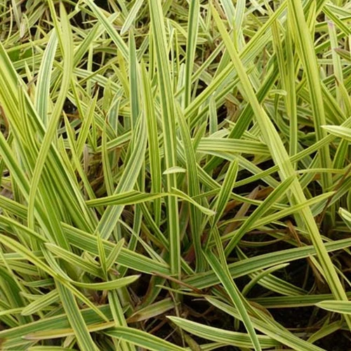 Goutte d'or Glyceria maxima variegata