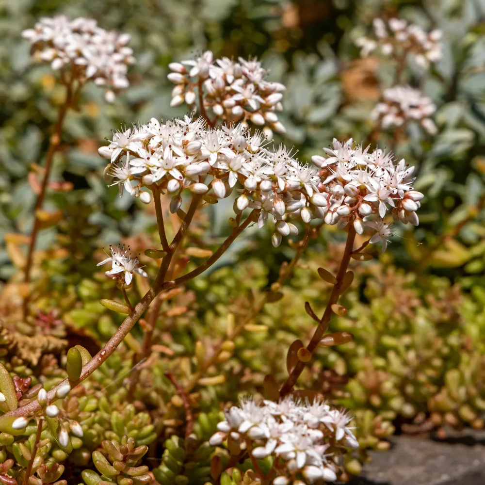 Sedum Coral Carpet Sedum album Coral Carpet