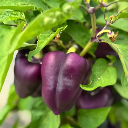 Poivron mauve Oda | Semences bio et reproductibles