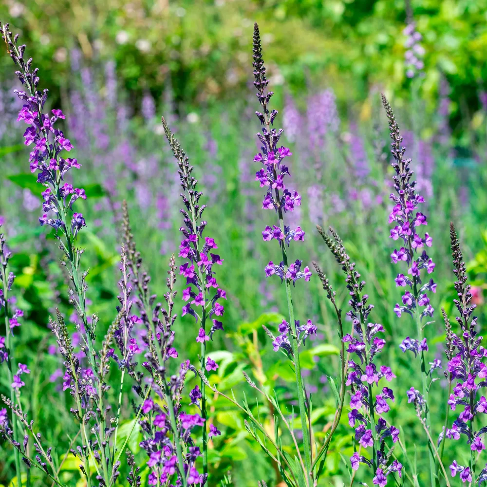 Linaire pourpre Linaria purpurea