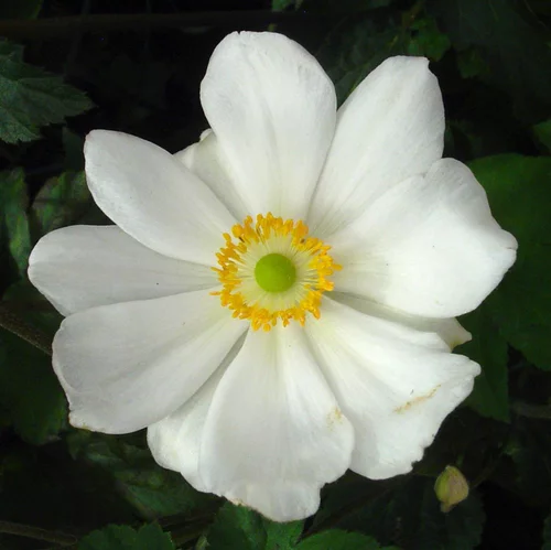 Anemone Honorine Jobert. Le pot de 10 litres