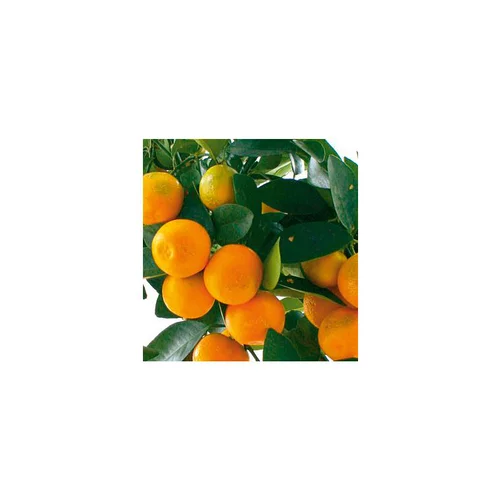 Mandarinier. Le pot de 5 litres
