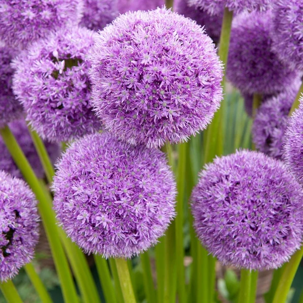 2 Alliums his excellency Allium his excellency