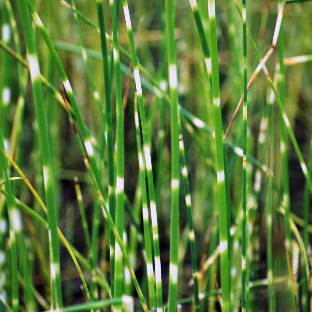 Jonc des chaisiers zébré Schoenoplectus tabernaemontani zebrinus